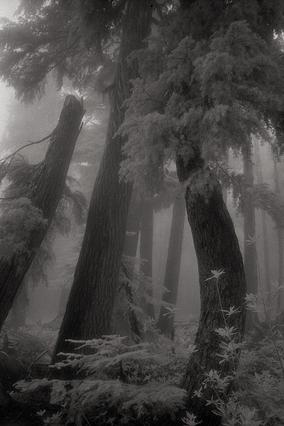 Bent Trees In Fog, Alpine Lakes Wilderness - Cascade Mountains, Washington (74995 bytes) www.jeffkrewson.com