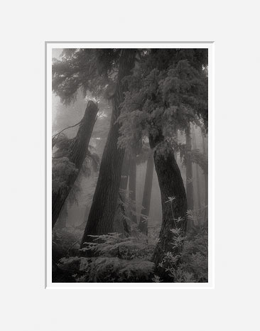 Bent Trees In Fog, Alpine Lakes Wilderness - Cascade Mountains, Washington (22230 bytes) www.jeffkrewson.com