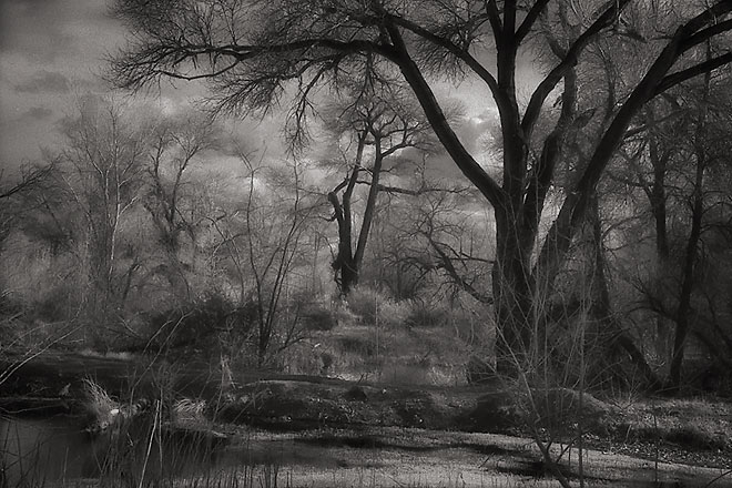 Dark Trees - Warm Springs, Nevada (67215 bytes) www.jeffkrewson.com