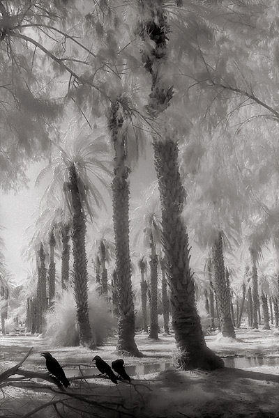 Ravens and Palm Trees, Furnace Creek - Death Valley, California (97410 bytes) www.jeffkrewson.com