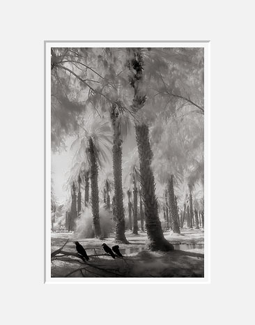 Ravens and Palm Trees - Death Valley, California (27358 bytes) www.jeffkrewson.com