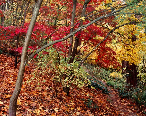 Acer Palmatum, Washington Park Arboretum - Seattle, Washington (118330 bytes)