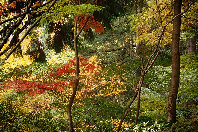 Arboretum 99, Washington Park Arboretum - Seattle, Washington (144275 bytes) www.jeffkrewson.com