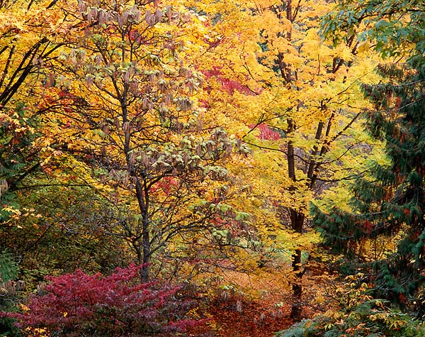Aboretum 102, Washington Park Arboretum - Seattle, Washington (119297 bytes)