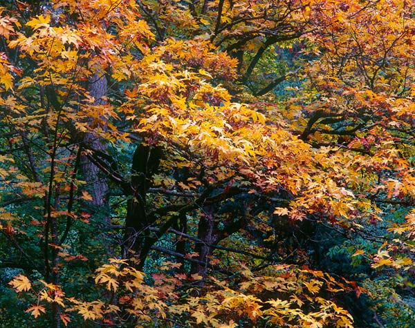 Autumn Grip, Washington Park Arboretum - Seattle, Washington (111839 bytes)