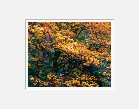 Autumn Grip, Washington Park Arboretum - Seattle, Washington (29961 bytes)