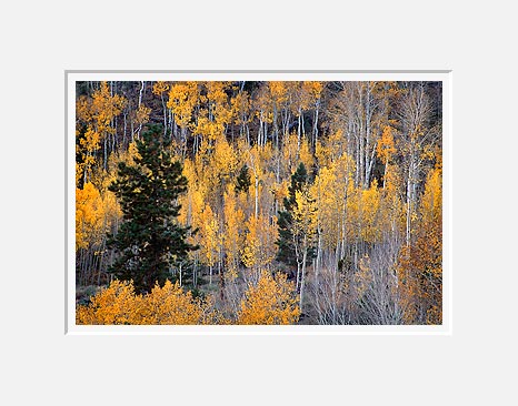 Autumn Hillside - Highway 12, Southern Utah (44963 bytes)