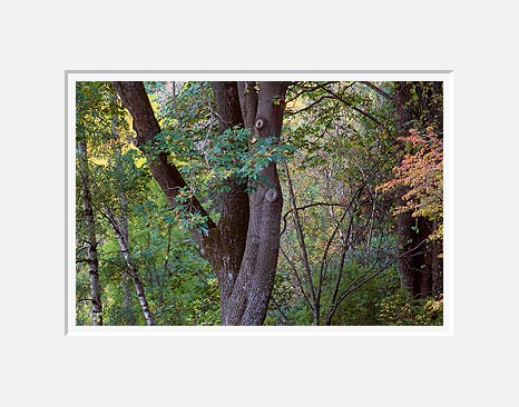 Azalea Way, Washington Park Arboretum - Seattle, Washington (42824 bytes)