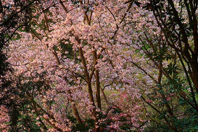Blossoms, Washington Park Arboretum - Seattle, Washington (149265 bytes) www.jeffkrewson.com