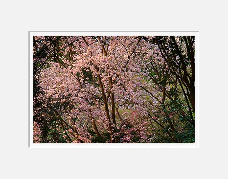 Blossoms, Washington Park Arboretum - Seattle, Washington (46657 bytes)