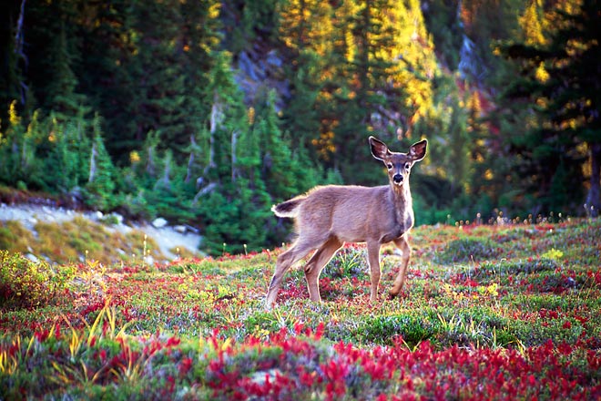 Young Deer, Valley of Heaven - Olympic National Park, Washington (93100 bytes) www.jeffkrewson.com