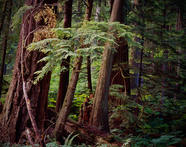 Federation Forest, Highway 410 - Cascade Mountains, Washington (96379 bytes)
