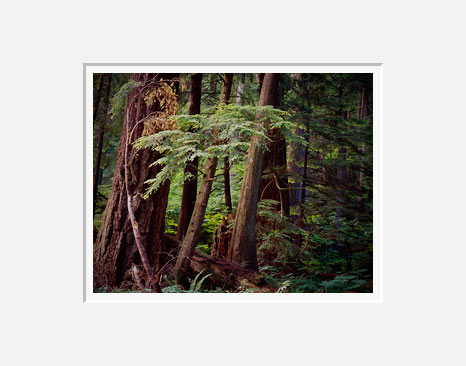 Federation Forest, Highway 410 - Cascade Mountains, Washington (24985 bytes)