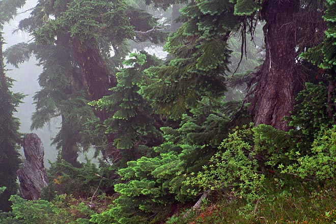 Fir Trees In Fog, Minotaur Lake - North Cascade Mountains, Washington (103344 bytes) www.jeffkrewson.com