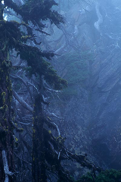 Firs and Rock, Minotaur Lake - North Cascade Mountains, Washington (48510 bytes) www.jeffkrewson.com