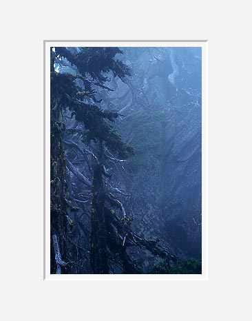 Firs and Rock, Minotaur Lake - North Cascade Mountains, Washington (23366 bytes)