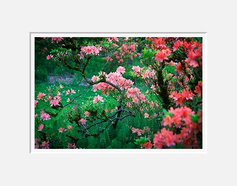Flower Burst, Washington Park Arboretum - Seattle, Washington (38607 bytes)