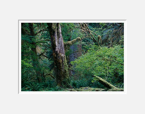 Scarred Giant, Hoh Rain Forest - Olympic National Park, Washington (38362 bytes)