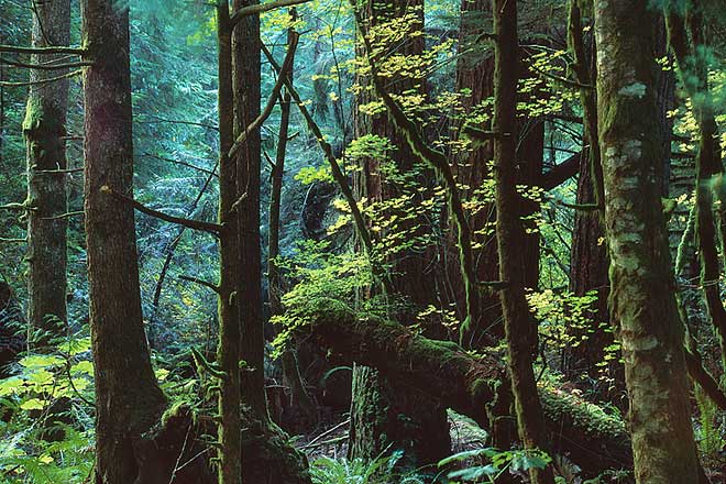 Index River Forest - North Cascade Mountains, Washington (87106 bytes)