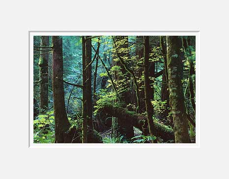Index River Forest - North Cascade Mountains, Washington (27367 bytes)