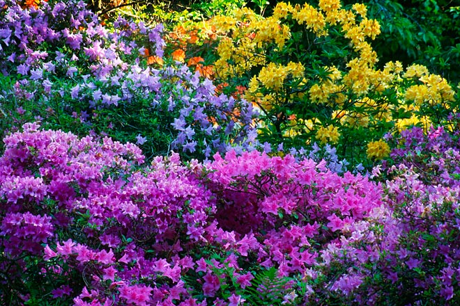 Lavender and Yellow, Washington Park Arboretum - Seattle, Washington (142306 bytes) www.jeffkrewson.com