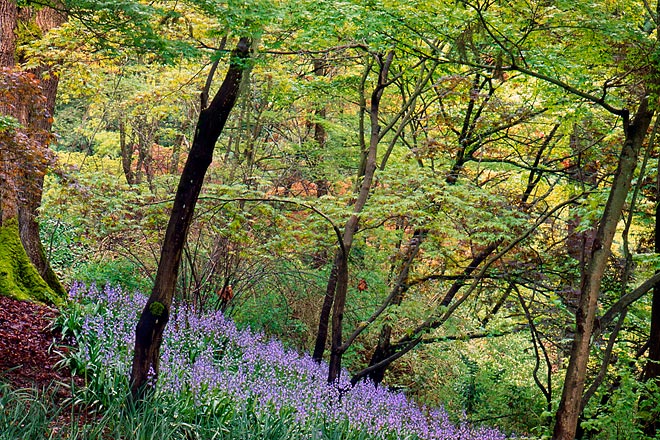 Lavender, Washington Park Arboretum - Seattle, Washington (160750 bytes) www.jeffkrewson.com