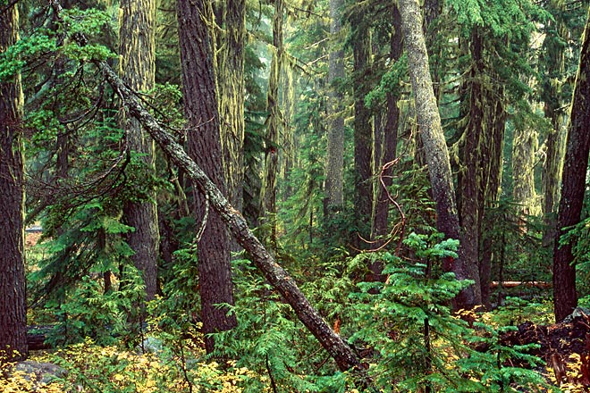 Leaning Tree, Bull of the Woods Wilderness - Mt. Hood National Forest, Oregon (140406 bytes) www.jeffkrewson.com