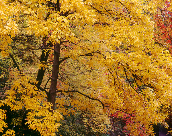 Mostly Yellow, Washington Park Arboretum - Seattle, Washington (119601 bytes)