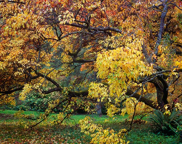 No Title, Washington Park Arboretum - Seattle, Washington (123608 bytes)