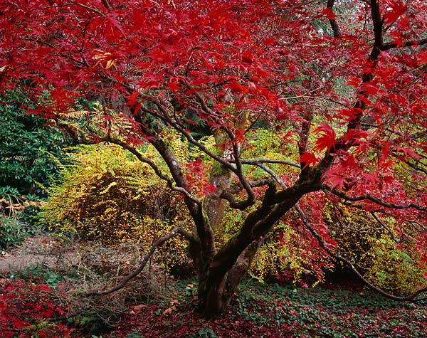 Peak Red, Washington Park Arboretum - Seattle, Washington (113562 bytes)