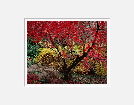 Peak Red, Washington Park Arboretum - Seattle, Washington (37948 bytes)