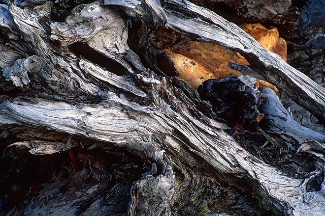 Rock In Stump - North Cascade Mountains, Washington (109070 bytes) www.jeffkrewson.com