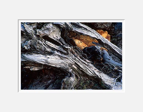 Rock In Stump - North Cascade Mountains, Washington (38746 bytes)