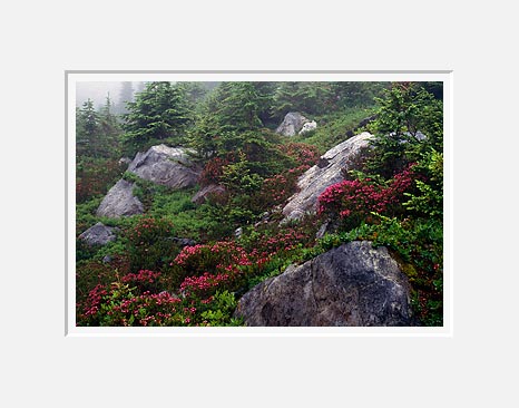 Rocks and Flowers, Minotaur Lake - North Cascade Mountains, Washington (36384 bytes)