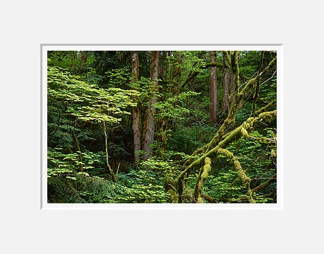 Spring Foliage, Kanaskat-Palmer State Park - Western Washington (42750 bytes)