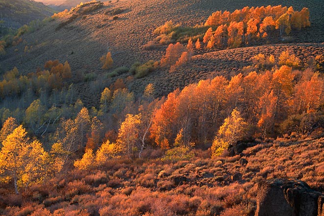 Fall Aspens - Steens Mountain, Southeast Oregon (107548 bytes) www.jeffkrewson.com