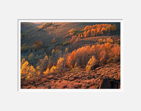 Fall Aspens - Steens Mountain, Southeast Oregon (35964 bytes) 