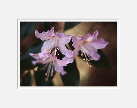 Three Lavender Flowers (12736 bytes)