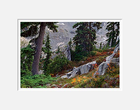 Upper Bench, Valley of Heaven - Olympic National Park, Washington (42942 bytes)