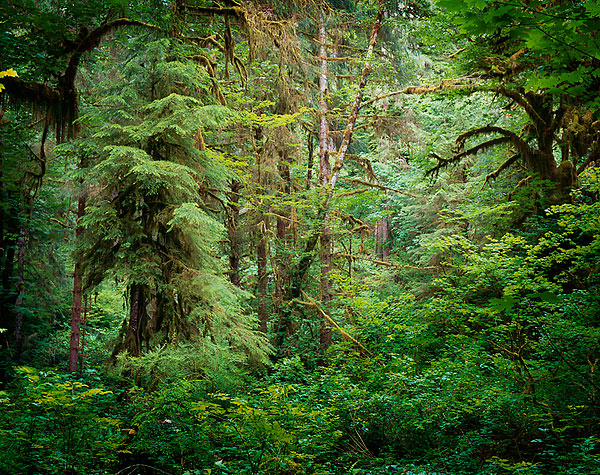 Wall of Green - Hoh Rain Forest, Washington (206881 bytes)