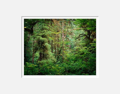 Wall of Green - Hoh Rain Forest, Washington (34792 bytes)