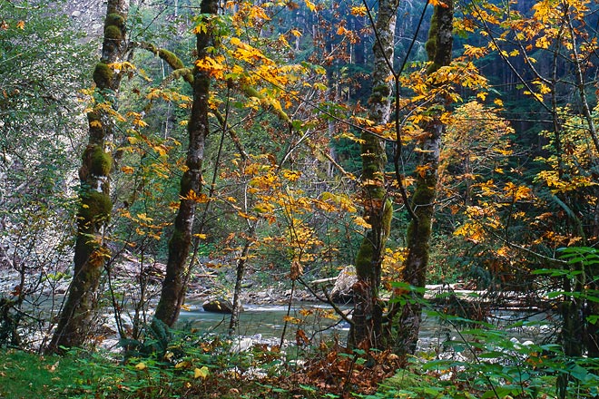 Index River, Index-Gallena Road - North Cascade Mountains, Washington (149768 bytes) www.jeffkrewson.com