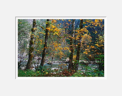 Index River, Index-Gallena Road - North Cascade Mountains, Washington (44654 bytes)