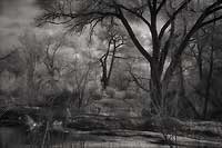Dark Trees - Warm Springs, Nevada (6966 bytes) www.jeffkrewson.com