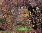 An Autumn, Washington Park Arboretum - Seattle, Washington (11464 bytes) www.jeffkrewson.com