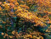 Autumn Grip, Washington Park Arboretum - Seattle, Washington (9950 bytes)