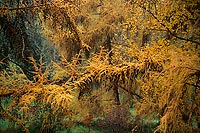 Autumn Larch, Washington Park Arboretum - Seattle, Washington (14319 bytes) www.jeffkrewson.com