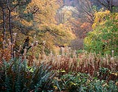 Beyond the Ferns, Washington Park Arboretum - Seattle, Washington (11435 bytes) www.jeffkrewson.com