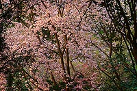Blossoms, Washington Park Arboretum - Seattle, Washington (15961 bytes) www.jeffkrewson.com