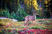 Young Deer, Valley of Heaven - Olympic National Park, Washington (13414 bytes) www.jeffkrewson.com